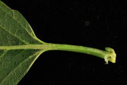 Salix reinii. Base of leaf and petiole.
 Image: D. Glenny © Landcare Research 2020 CC BY 4.0